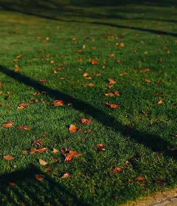 Lush green lawn that complements an inspiring and brilliant atmosphere.