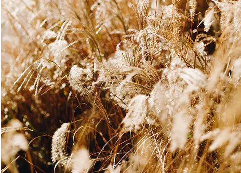 Lush grass representing a nurturing foundation for creativity.