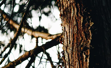 Tree symbolizing growth and strength in our innovative ecosystem